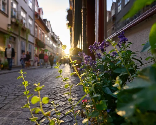 Blumen im Vordergrund einer gepflasterten Altstadtgasse mit Gästen und warmem Abendlicht beim Esstival Erfurt 2026.