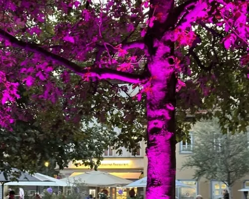 Violett beleuchteter Baum über Sitzbereich beim Esstival